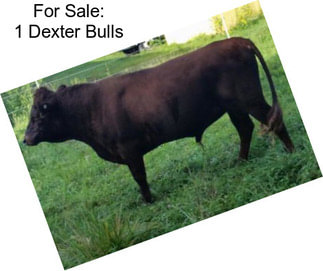 For Sale: 1 Dexter Bulls