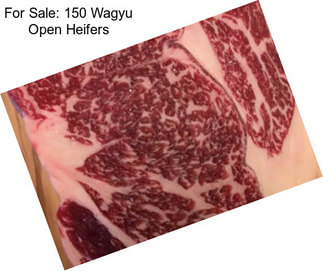 For Sale: 150 Wagyu Open Heifers