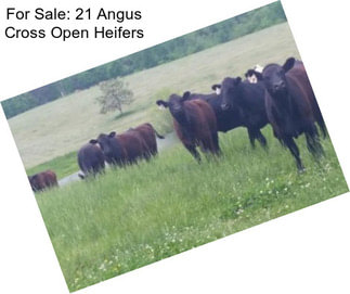 For Sale: 21 Angus Cross Open Heifers
