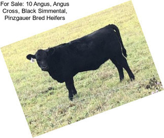 For Sale: 10 Angus, Angus Cross, Black Simmental, Pinzgauer Bred Heifers