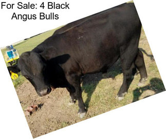 For Sale: 4 Black Angus Bulls