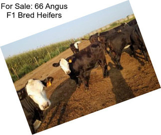 For Sale: 66 Angus F1 Bred Heifers