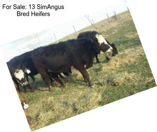 For Sale: 13 SimAngus Bred Heifers