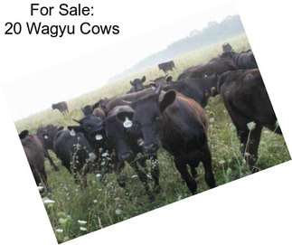 For Sale: 20 Wagyu Cows