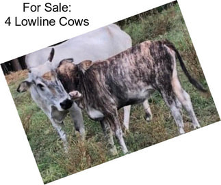 For Sale: 4 Lowline Cows