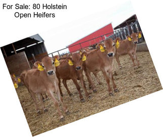 For Sale: 80 Holstein Open Heifers