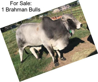 For Sale: 1 Brahman Bulls