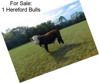 For Sale: 1 Hereford Bulls