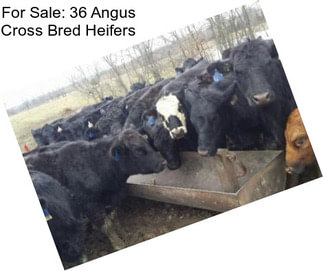 For Sale: 36 Angus Cross Bred Heifers