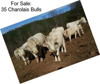For Sale: 35 Charolais Bulls