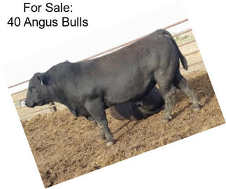 For Sale: 40 Angus Bulls