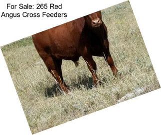 For Sale: 265 Red Angus Cross Feeders