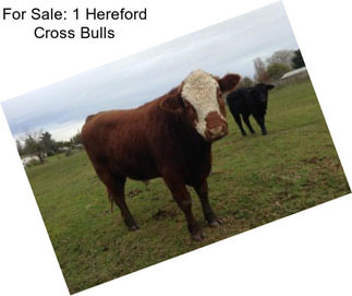 For Sale: 1 Hereford Cross Bulls