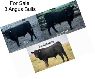 For Sale: 3 Angus Bulls