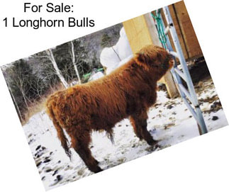 For Sale: 1 Longhorn Bulls