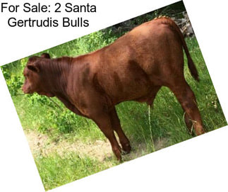 For Sale: 2 Santa Gertrudis Bulls