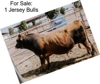 For Sale: 1 Jersey Bulls