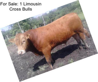 For Sale: 1 Limousin Cross Bulls