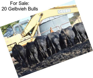 For Sale: 20 Gelbvieh Bulls