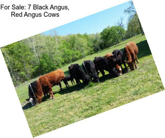 For Sale: 7 Black Angus, Red Angus Cows