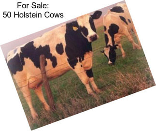 For Sale: 50 Holstein Cows