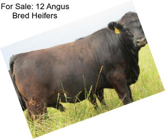 For Sale: 12 Angus Bred Heifers