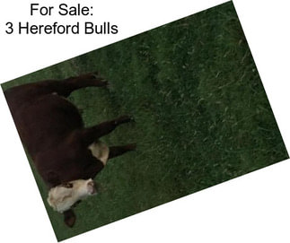 For Sale: 3 Hereford Bulls