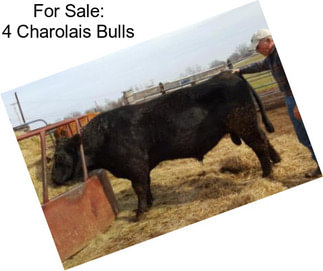 For Sale: 4 Charolais Bulls