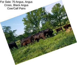 For Sale: 70 Angus, Angus Cross, Black Angus Cow/Calf Pairs