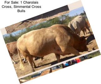 For Sale: 1 Charolais Cross, Simmental Cross Bulls