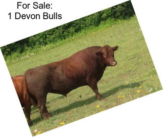 For Sale: 1 Devon Bulls