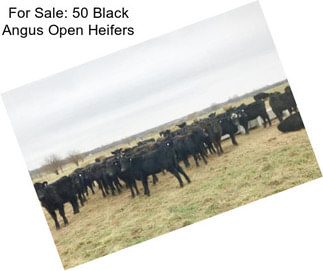 For Sale: 50 Black Angus Open Heifers