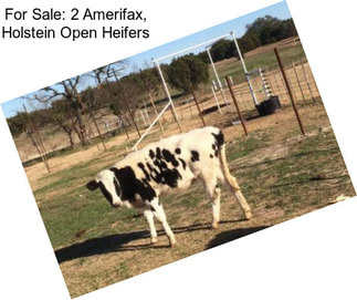 For Sale: 2 Amerifax, Holstein Open Heifers