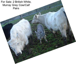 For Sale: 2 British White, Murray Grey Cow/Calf Pairs
