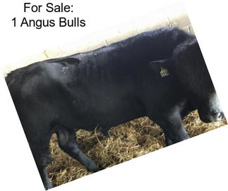 For Sale: 1 Angus Bulls