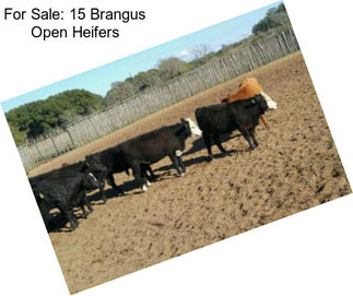 For Sale: 15 Brangus Open Heifers