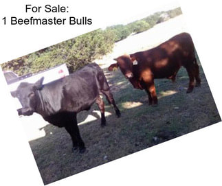 For Sale: 1 Beefmaster Bulls