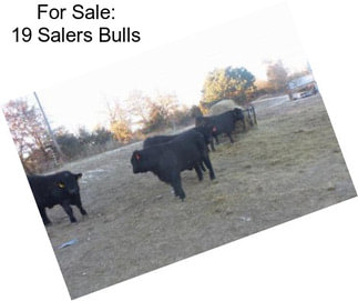 For Sale: 19 Salers Bulls