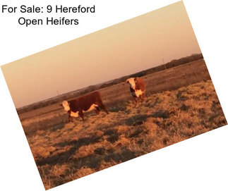 For Sale: 9 Hereford Open Heifers