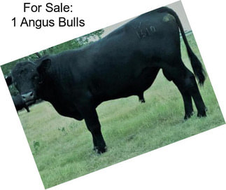 For Sale: 1 Angus Bulls