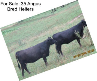 For Sale: 35 Angus Bred Heifers