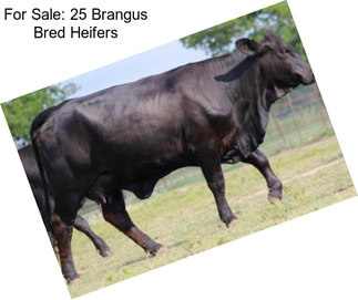 For Sale: 25 Brangus Bred Heifers