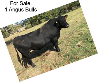 For Sale: 1 Angus Bulls