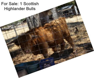 For Sale: 1 Scottish Highlander Bulls