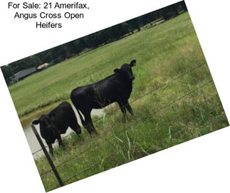For Sale: 21 Amerifax, Angus Cross Open Heifers