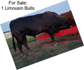 For Sale: 1 Limousin Bulls