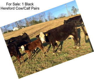 For Sale: 1 Black Hereford Cow/Calf Pairs