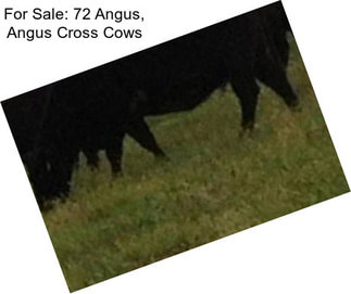 For Sale: 72 Angus, Angus Cross Cows