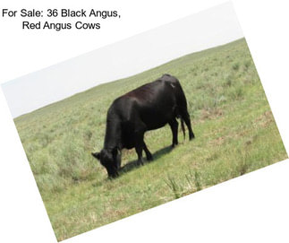 For Sale: 36 Black Angus, Red Angus Cows