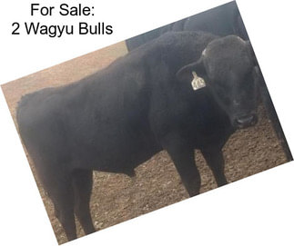 For Sale: 2 Wagyu Bulls